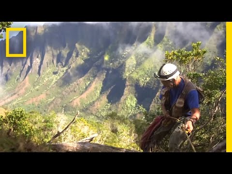 Onward: Hawaii Botanist Races to Save Rare Plants | National Geographic