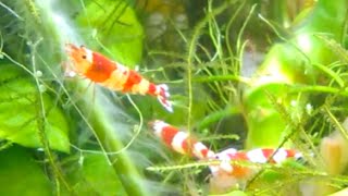 Crystal Red Shrimp chasing fertile female by Finchesca 2,080 views 9 years ago 2 minutes, 51 seconds