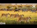 OKAVANGO WARZONE  Lions vs Leopards in a Deadly Marsh Battle