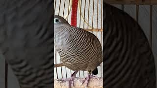 Burung Perkutut Lokal Gacor Suara Kung Besar Memikat Burung Perkutut Agar Cepat Berkicau