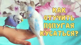 How to stop a parrot from biting? (English subtitles)