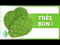 Les bienfaits du nopal proprits utilisations et effets secondaires