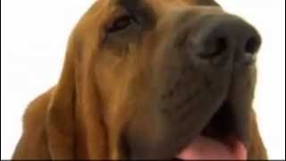 dogs 101 - bloodhound by Sir Gregoryson 3,959 views 8 years ago 5 minutes, 1 second
