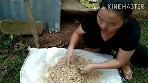 nrog kuv mus pub kuv cov qaib os nawb tshaib heev lawm