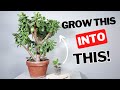 How to grow a large jade plant