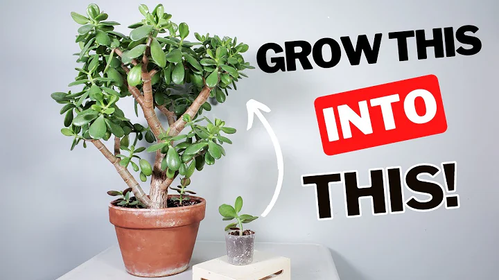 how to grow a LARGE jade plant - DayDayNews