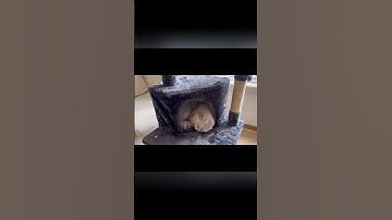 Foldable Cat Tree | Easy Assembly Cat Activity Tower for Small Apartments