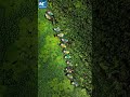 An idyllic scene of water caltrops harvest in E China