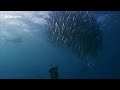 The Deadly Fish That Changes Colour to Hunt | 20 Years of Planet Earth | BBC Earth