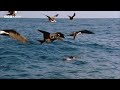 The Deadly Fish That Changes Colour to Hunt | 20 Years of Planet Earth | BBC Earth