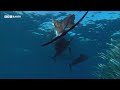The Deadly Fish That Changes Colour to Hunt | 20 Years of Planet Earth | BBC Earth