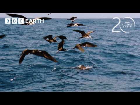The Deadly Fish That Changes Colour to Hunt | 20 Years of Planet Earth | BBC Earth