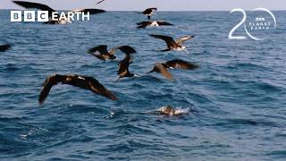 The Deadly Fish That Changes Colour To Hunt 20 Years Of Planet Earth Bbc Earth