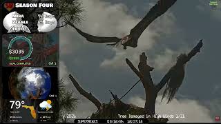 🦅Yesterday at SuperBeaks | Mar 12, 2026-Where's Zeagle? is there a new fledgling visiting the nest?💕