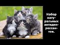 Веселые картинки. Смешные коты и кошки. Приколы про кошку.