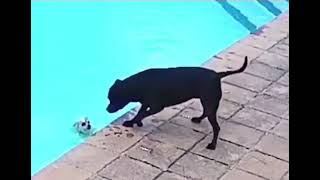Шок стаффордширский собака и маленькую шпиц из воды герой спас спасла ПИТБУЛИ  пес Бойцовский собаки