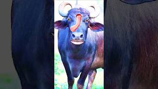 Httpsyoutubecomshortsndjfjmen4vasif3crzlg0a comedy tarndeng shorts