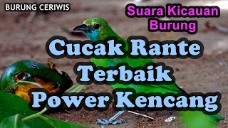 Suara Kicauan Burung Cucak Rante, Ranting Terbaik Gacor Suara Bening Power Kencang Tebal, Masteran