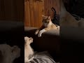 Zero effort #puppy #kitten #cute