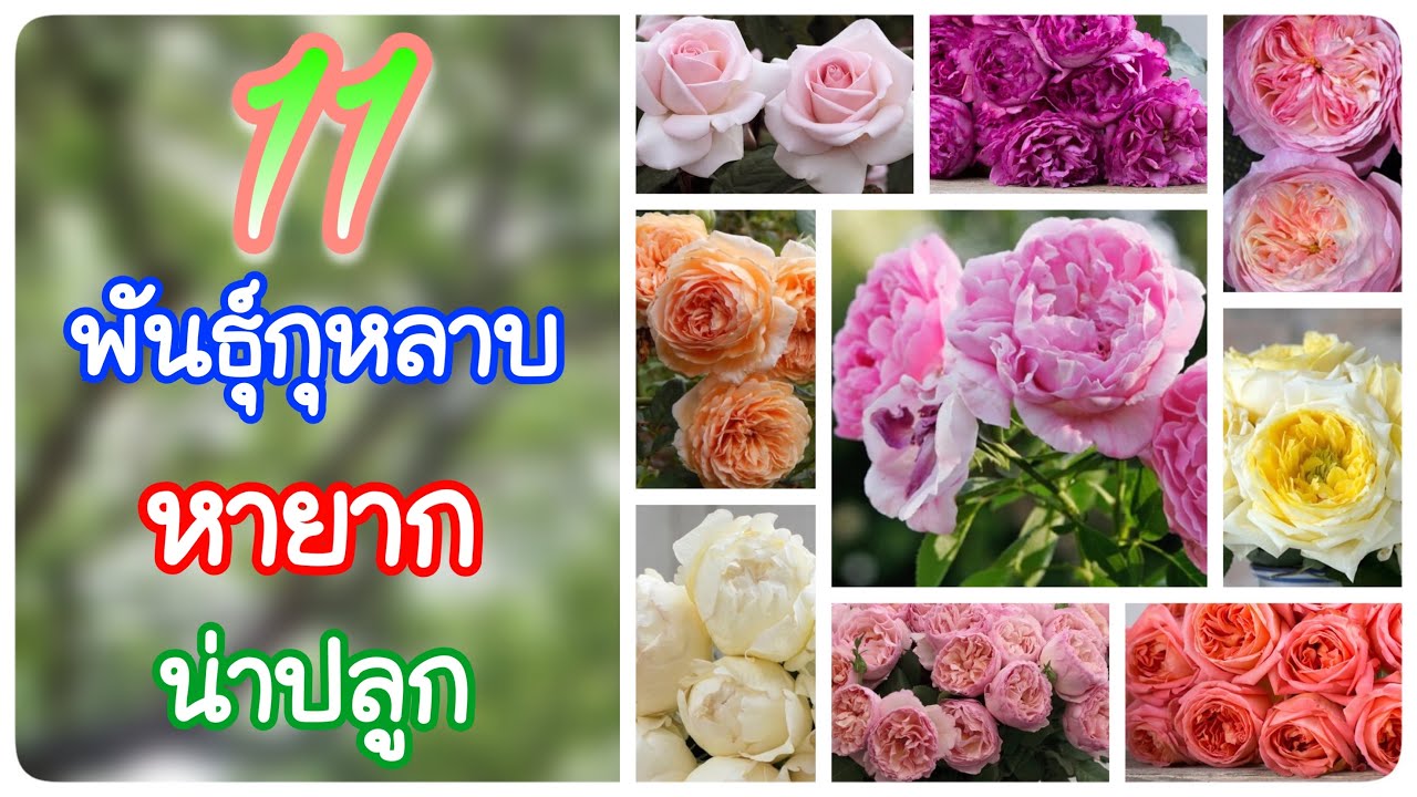 รวมสายพันธุ์กุหลาบหายากและสวยมากด้วย