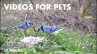 Ravens, Rabbits, Blue Jays and Red Squirrels - 10 Hour CAT TV for Cats to Watch 😺 - Apr 16, 2024 by Handsome Nature 5,178 views 10 days ago 10 hours