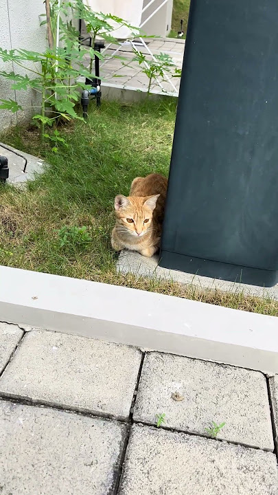 Kucing Puman Suka Duduk Di Belakang Tempat Sampah #cat #nizamkucinglucu #kitten #貓咪日常 #貓 #猫 #cute