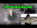 Ice Fishing First Ice! | 30"+ Walleye on the MEGA LIVE!