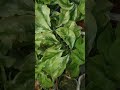 Ornamental plant to grow in winters! #shorts