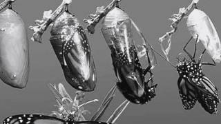 The Circuit -Chapter 3- Inside Out by Francisco Jiménez (Audiobook)