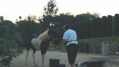 Clicker Training Your Horse to the Mounting Block