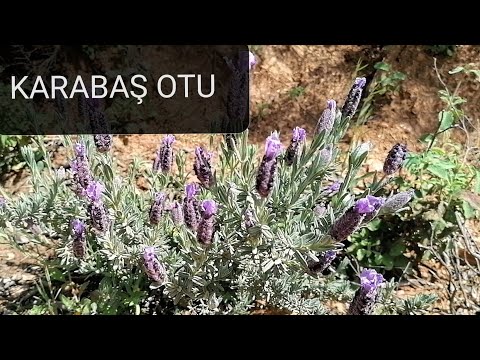 Karabaş otu, Karabaş otunun faydaları, Lavandula stoechas,  Lamiaceae, İsti Quduz, Yunan lavandası.