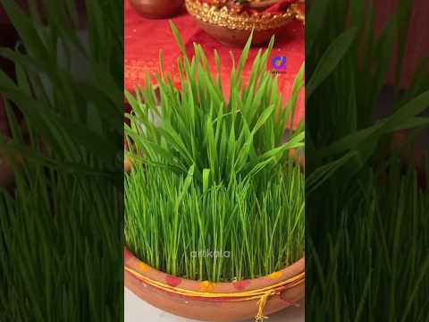 Navratri Puja Jaware Growing 🙏🏼 #navratri #jaware #durgapuja
