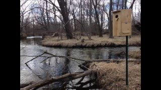 Wood Duck Boxes Install 2016 It