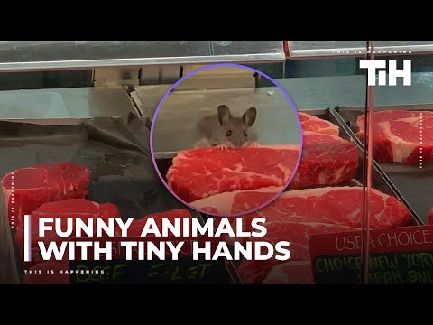 Funny Animals With Tiny Hands