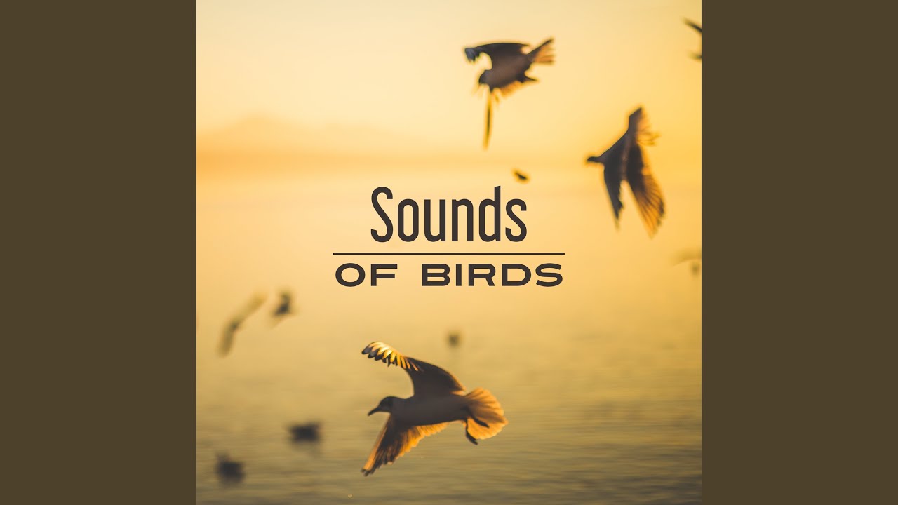 Слушать музыку птицы релакс. Sound Birds in the morning. Relaxing nature Sounds logo.