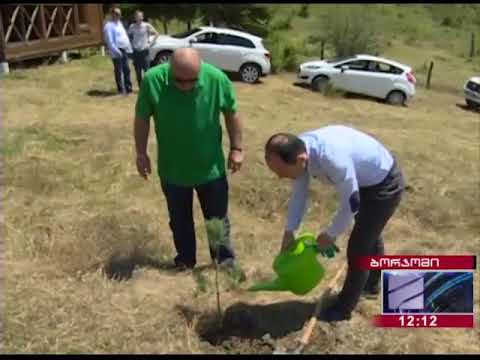 ნახანძრალი ტყის აღდგენის ღონისძიეები ბორჯომში
