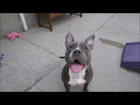 Kisses 24823 | Drooly, wiggly & completely lovable