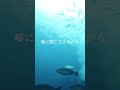 オリジナル曲『本当だよ』 6月28日00:00にリリース決定！！！ #歌詞動画 #ナツノセ
