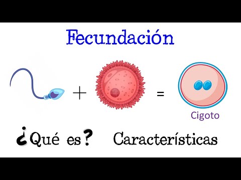 Video: ¿Qué significa el término fecundación?