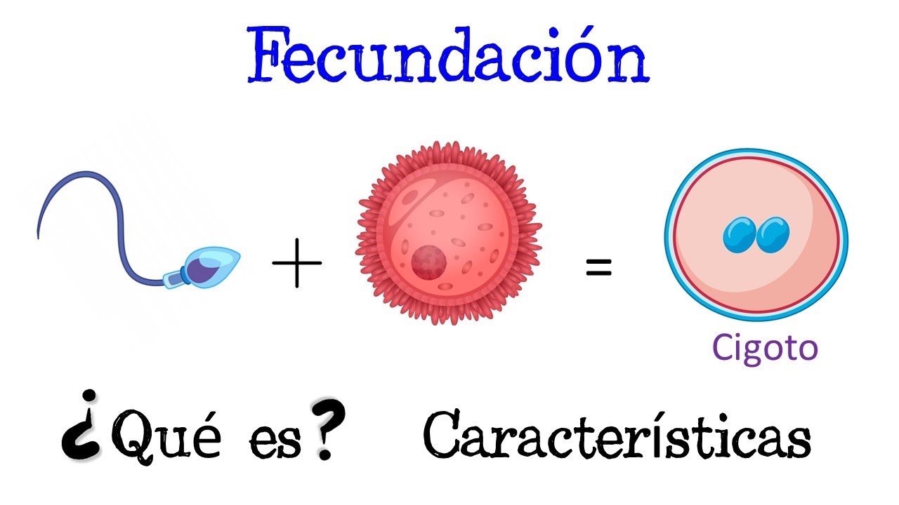 Que significa fecundacion