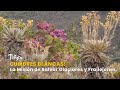 Cumbres Blancas: La Misión de Salvar Glaciares y Frailejones - TvAgro por Juan Gonzalo Angel