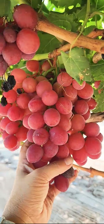 6. Tầm quan trọng của nho Red Globe trong ẩm thực và sức khỏe