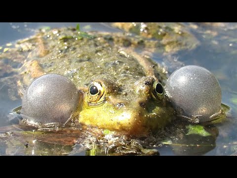 Как квакает лягушка? Frog Croaking sound