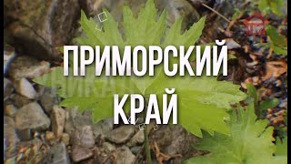 Форэст дамп. Уникальные растения края