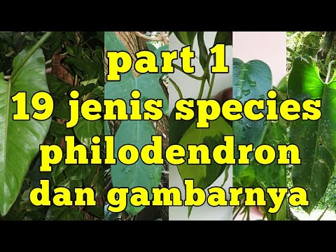 Video: Jenis Dan Varietas Philodendron (29 Foto): Deskripsi Ivy Dan Philodendron Berbentuk Gitar, Berbentuk Hati Dan Spesies Lainnya