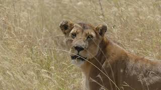 Africa Kenya - Wildlife