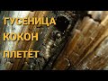 ЛИЧИНКА ПЛЕТЁТ КОКОН ВНУТРИ ДЕРЕВА! Cossidae. НОЧНЫЕ БАБОЧКИ, ДРЕВОТОЧЦЫ.