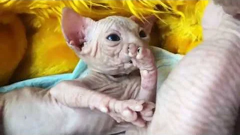 Video 1210331: canadian sphynx cattery, sphynx kitten, kittens litter
