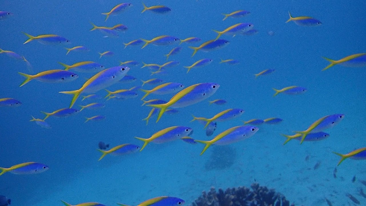 ウメイロモドキたちがキレイでした 西表島 ダイビング