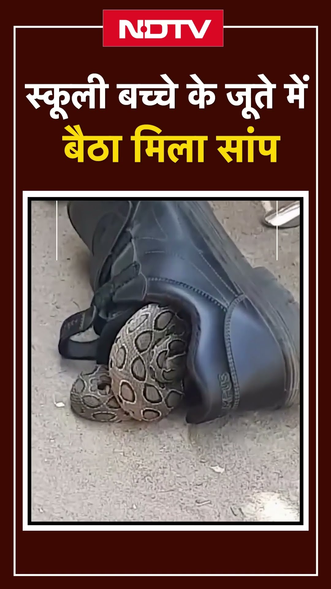 Bhopal में स्कूली बच्चे के जूते में बैठा मिला Asia का सबसे जहरीला Russell's Viper| Snake Viral Video